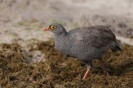 Szponiastonóg krasnodzioby - Pternistis adspersus - Red-billed Francolin