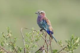 Kraska liliowopierśna - Coracias caudatus - Lilac-breasted Roller