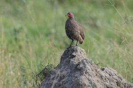 Szponiastonóg brunatny - Pternistis swainsonii - Swainson's Francolin