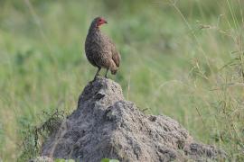 Szponiastonóg brunatny - Pternistis swainsonii - Swainson's Francolin