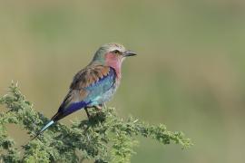 Kraska liliowopierśna - Coracias caudatus - Lilac-breasted Roller