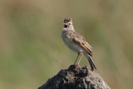 Skowroniec sawannowy - Mirafra africana - Rufous-naped Lark