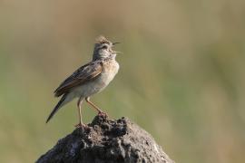 Skowroniec sawannowy - Mirafra africana - Rufous-naped Lark