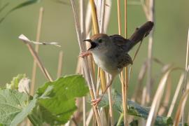 Chwastówka rechocząca - Cisticola chiniana - Rattling Cisticola