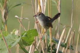 Chwastówka rechocząca - Cisticola chiniana - Rattling Cisticola