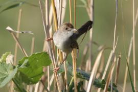 Chwastówka rechocząca - Cisticola chiniana - Rattling Cisticola