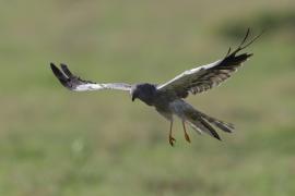 Błotniak łąkowy - Circus pygargus - Montagu's Harrier