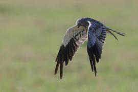 Błotniak łąkowy - Circus pygargus - Montagu's Harrier