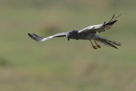 Błotniak łąkowy - Circus pygargus - Montagu's Harrier