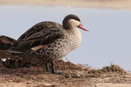 Srebrzanka czerwonodzioba - Anas erythrorhyncha - Red-billed Teal