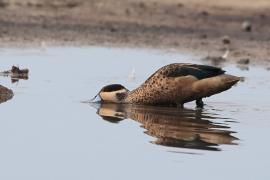 Srebrzanka hotentocka - Anas hottentota - Hottentot Teal
