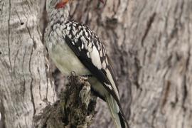 Toko czerwonolicy - Tockus leucomelas - Southern Yellow-billed Hornbill