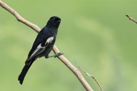 Sikora czarna - Melaniparus niger - Southern Black Tit