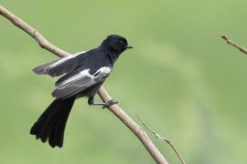 Sikora czarna - Melaniparus niger - Southern Black Tit