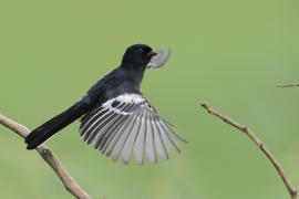 Sikora czarna - Melaniparus niger - Southern Black Tit