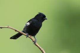 Sikora czarna - Melaniparus niger - Southern Black Tit