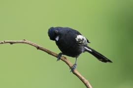 Sikora czarna - Melaniparus niger - Southern Black Tit