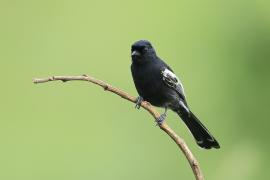 Sikora czarna - Melaniparus niger - Southern Black Tit