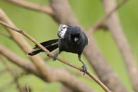 Sikora czarna - Melaniparus niger - Southern Black Tit