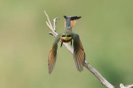 Żołna mała - Merops pusillus - Little Bee-eater