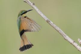 Żołna mała - Merops pusillus - Little Bee-eater