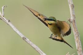 Żołna mała - Merops pusillus - Little Bee-eater