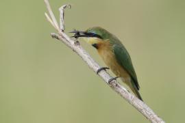 Żołna mała - Merops pusillus - Little Bee-eater