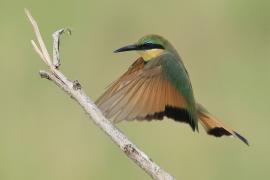 Żołna mała - Merops pusillus - Little Bee-eater