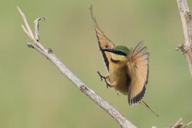 Żołna mała - Merops pusillus - Little Bee-eater