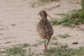 Przepiórnik zwyczajny - Turnix sylvaticus  - Common Buttonquail