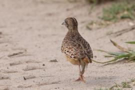 Przepiórnik zwyczajny - Turnix sylvaticus  - Common Buttonquail