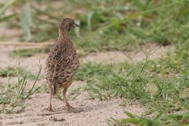 Przepiórnik zwyczajny - Turnix sylvaticus - Common Buttonquail