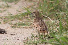Przepiórnik zwyczajny - Turnix sylvaticus  - Common Buttonquail