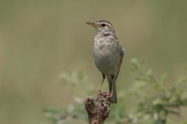 Świergotek cynamonowy - Anthus cinnamomeus - African Pipit