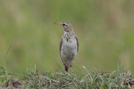 Świergotek cynamonowy - Anthus cinnamomeus - African Pipit