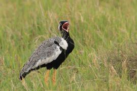 Dropik jasnoskrzydły - Afrotis afraoides - White-quilled Bustard