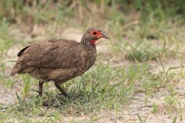 Szponiastonóg brunatny - Pternistis swainsonii - Swainson's Francolin