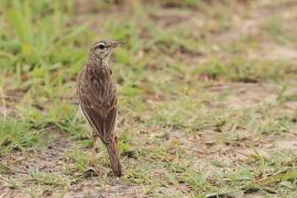 Świergotek cynamonowy - Anthus cinnamomeus - African Pipit