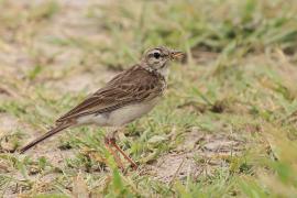 Świergotek cynamonowy - Anthus cinnamomeus - African Pipit