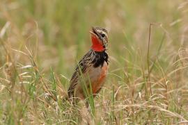 Szponnik różowogardły - Macronyx ameliae - Rosy-throated Longclaw