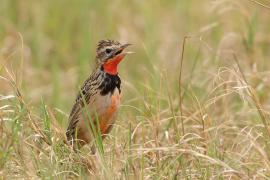 Szponnik różowogardły - Macronyx ameliae - Rosy-throated Longclaw