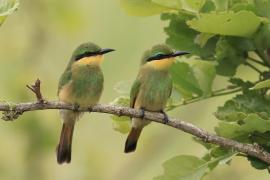 Żołna mała - Merops pusillus - Little Bee-eater