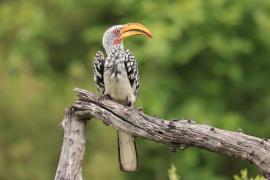 Toko czerwonolicy - Tockus leucomelas - Southern Yellow-billed Hornbill