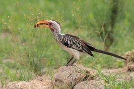 Toko czerwonolicy - Tockus leucomelas - Southern Yellow-billed Hornbill