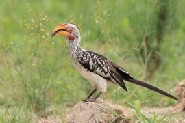 Toko czerwonolicy - Tockus leucomelas - Southern Yellow-billed Hornbill