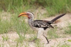 Toko czerwonolicy - Tockus leucomelas - Southern Yellow-billed Hornbill