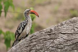 Toko buszmeński - Tockus rufirostris - Southern red-billed hornbill