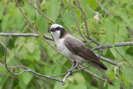 Białoczub maskowy - Eurocephalus anguitimens - Southern White-crowned Shrike