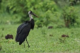 Bocian białoszyi - Ciconia episcopus - Woolly-necked Stork