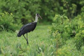 Bocian białoszyi - Ciconia episcopus - Woolly-necked Stork